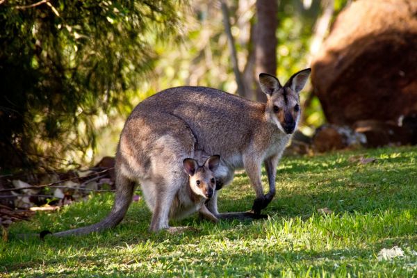 Mamma canguro con cucciolo al parco Oltremare