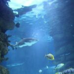 squali all'acquario di cattolica