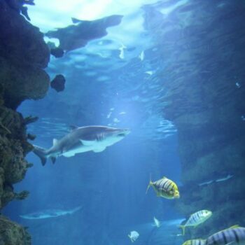 squali all'acquario di cattolica