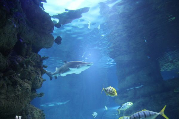 squali all'acquario di cattolica