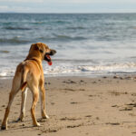 Vacanze pet friendly a Riccione