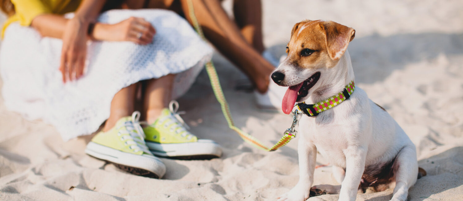 cani in spiaggia Riccione