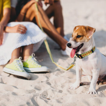 cani in spiaggia Riccione