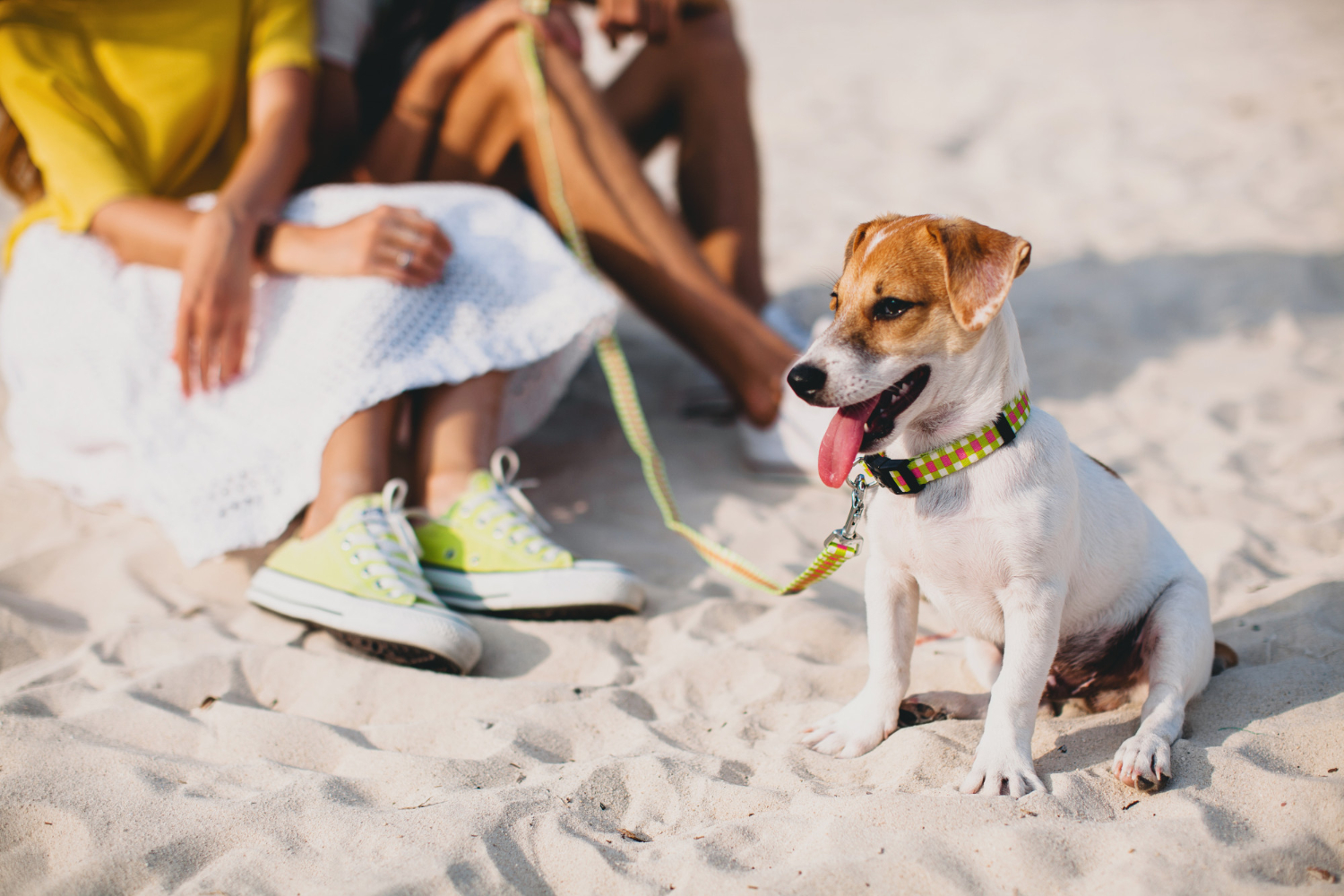 cani in spiaggia Riccione