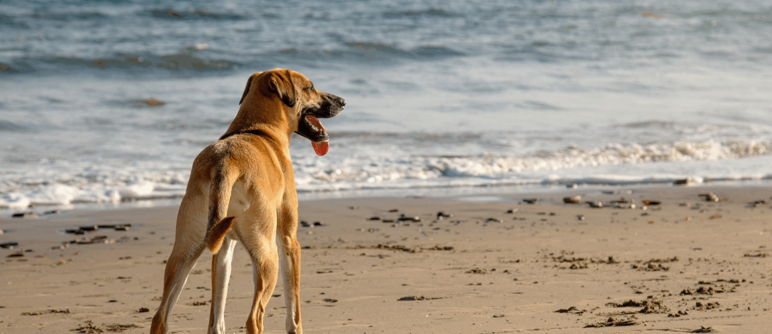 Vacanze pet friendly a Riccione: un sogno che diventa realtà