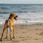 Vacanze pet friendly a Riccione: un sogno che diventa realtà