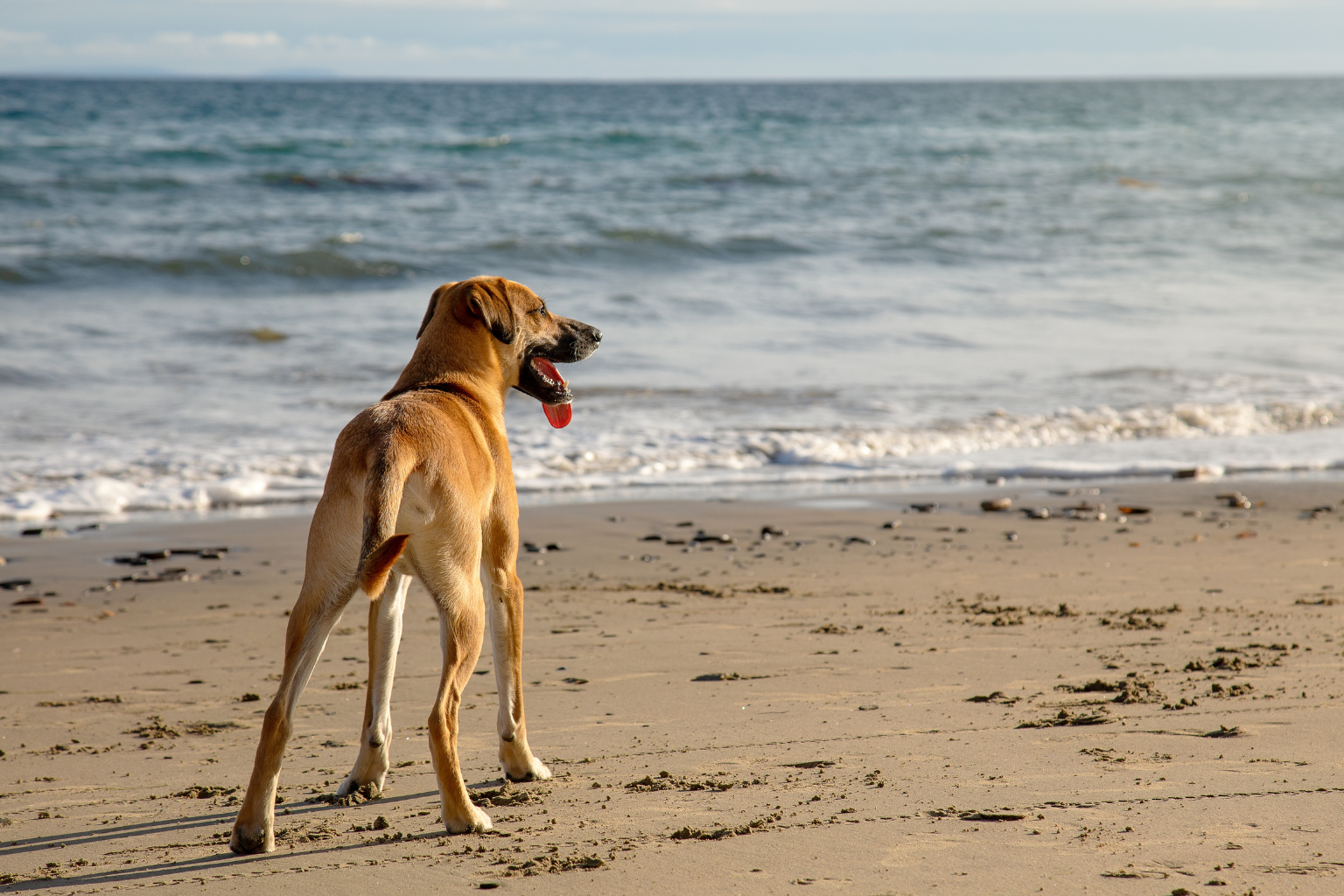 Vacanze pet friendly a Riccione: un sogno che diventa realtà