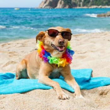 Vacanze pet friendly a riccione