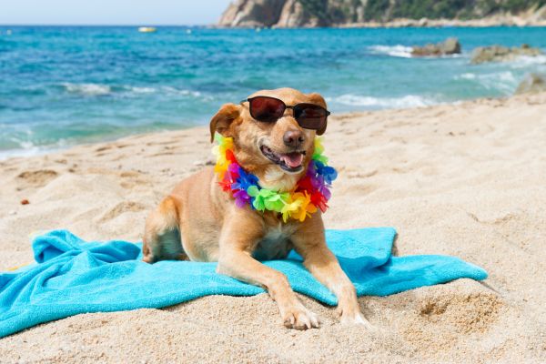 Vacanze pet friendly a riccione