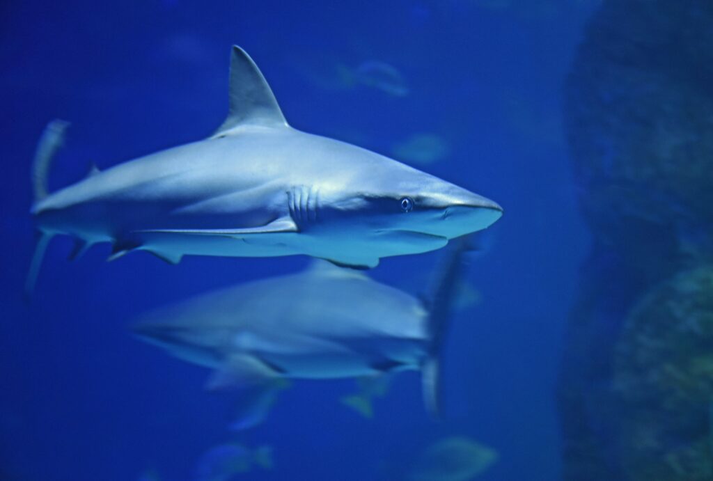 acquario cattolica