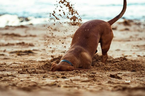 spiagge pet friendly riccione