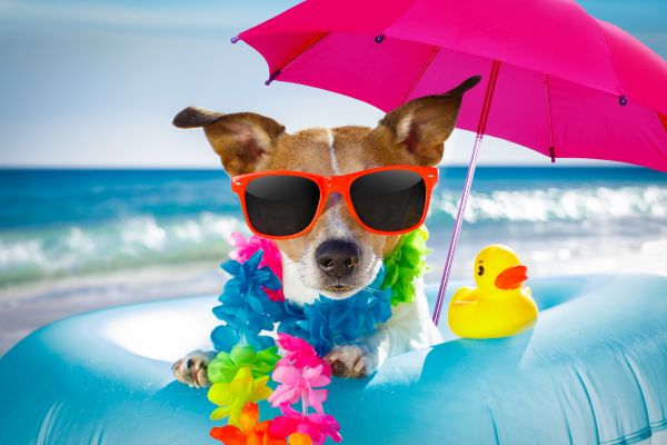 vacanze pet riccione